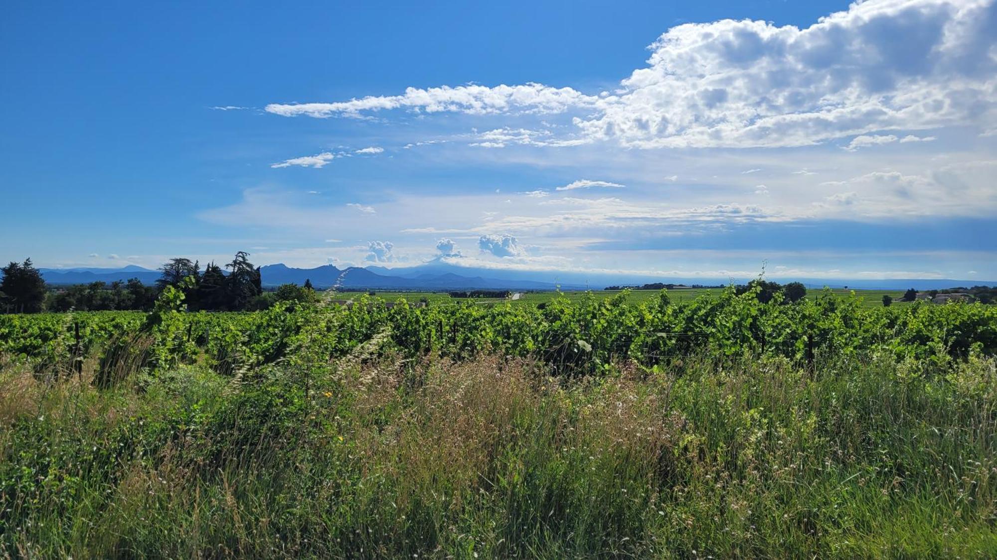 Le Willow Chateauneuf-du-Pape Bagian luar foto